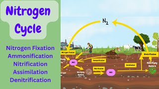 Nitrogen Cycle Explained Nitrogen Fixation  Ammonification  Nitrification  Denitrification [upl. by Suilmann]