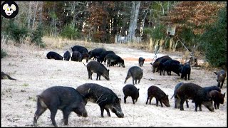 Why American Farmers Dont Use Wild Boar Meat  How To Deal With Wild Boars [upl. by Aruasor]