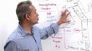 Immunology Lecture 11 Part 4 Immunologlobulins  structure and synthesis genetics [upl. by Orelie]