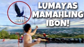 NAKWALA SI AIKE NA HYACINTH MACAW Antipolo recall kasama ang dalawang ibon PASAWAY  Murillo Bros [upl. by Jared]