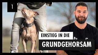 Einführung In Den GRUNDGEHORSAM Für Deinen Hund  Die Basis Für Ein Harmonisches Miteinander – Tag 1 [upl. by Ahsrav]