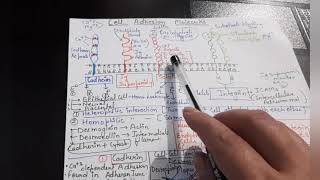 Cell Adhesion Molecules [upl. by Nylednarb]