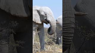 Elephant at Etosha National Park Namibia [upl. by Nwahsiek]