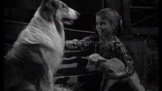 Lassie  Episode 214  quotThe Killerquot  Season 6 Ep 32  04171960 [upl. by Sulakcin]