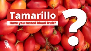 What is Tamarillo  Fruits You Probably Never Heard Of  Ep 10 [upl. by Udell]