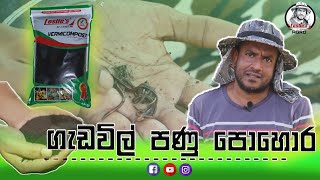 composting with worms  vermicompost  ඔබගේ ගෙවත්තටත් ගැඩවිල් පොහොර එක් කරමු [upl. by Braden714]