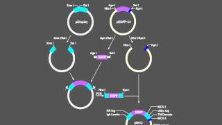 Ad hoc Cloning [upl. by Lanuk]