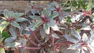 Balsam Plant Care Hindi  How To Grow amp Care Balsam Plant in Pots  Balsam Flower [upl. by Ynots]