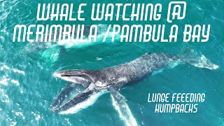 Whale watching  Merimbula Pambula bay [upl. by Charita]