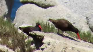 Black Oystercatchers Rock Tossing [upl. by Swen]