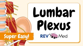 Lumbar Plexus Anatomy Mnemonics amp Tricks SIMPLIFIED [upl. by Garrot]