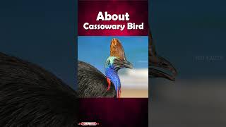 Cassowary Bird ll కాసౌరీ పక్షి ll Telugu Facts ll TOT FACTS [upl. by Rorke494]