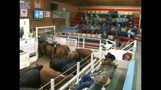 Torrington Livestock Auction [upl. by Morlee]