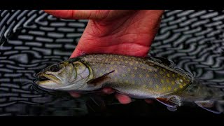 Trout fishing on Ontarios Stocked Trout lakes Splake trout [upl. by Asirap]