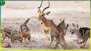 25 Savage Moments of Jackals Hunting and Stealing [upl. by Egni687]