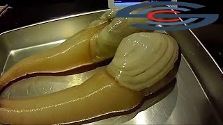 processing Geoduck Clam Complete into Sashimi  hot [upl. by Janerich]