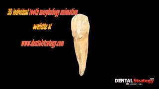 Individual mandibular teeth [upl. by Utley104]