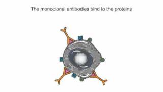 Monoclonal Antibodies Which Trigger the Immune System to Treat Cancer  Cancer Research UK [upl. by Naruq]