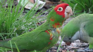 Redmasked parakeet in Valencia  Psittacara erythrogenys [upl. by Yattirb288]