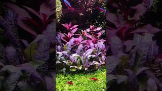 staurogyne purple repens and transitioning of Ludwigia Glandulosa to submerge [upl. by Adall]