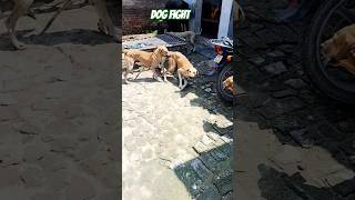 dog dogfights dogfight dogfunnyshortsshortvideoshortsvideotrendingtrendingshortsviralvideo [upl. by Hirza80]