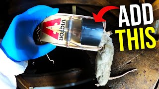 EASY RAT TRAP HACKS THAT WORK Catch MORE rats FASTER [upl. by Adlemi424]