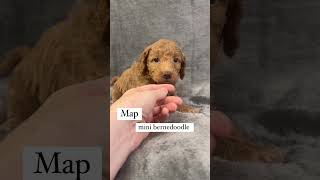 Red Mini Bernedoodle Puppy minibernedoodlepuppies minibernedoodles [upl. by Aiciruam863]