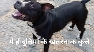 ये हैं दुनियां के खतरनाक कुत्ते DangeriousDogs pitbull americanbullydogs youtubeshorts facts [upl. by Bigod60]