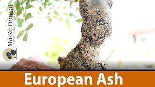 135 European ash  Fraxinus excelsior Great Bonsai Trees for Beginners in Europe [upl. by Desirae]