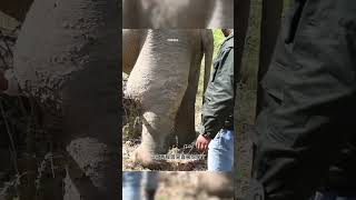 帮助大象摆脱蛇毒 animal rescue animallover animalrescue elephant [upl. by Langham]