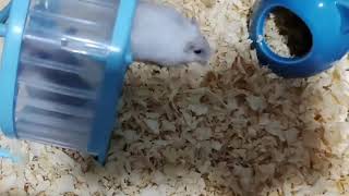 Hamster Fun Time Small But Entertaining [upl. by Atteynad]