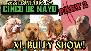 2024 Cinco De Mayo XL Bully Show Part 2  sambakennels lolobulliez [upl. by Gorey]