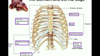 Anatomy  The Sternum Rib Cage amp Vertebrae [upl. by Raji]