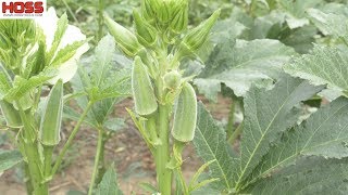 WBL 2017 Video06 Diseases Leaf Spot Cercospora [upl. by Cerf691]