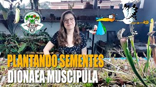 GERMINANDO SEMENTES DE DIONAEA MUSCIPULA  PLANTA CARNÍVORA [upl. by Rosa633]