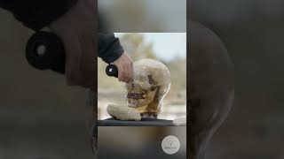 Knife VS Human Skull sharks sciecne experimentscience interestingfact facts safety [upl. by Eetsirk]