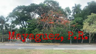 POV The Real Mayaguez Puerto Rico  Walkinh the Streets [upl. by Peterson]