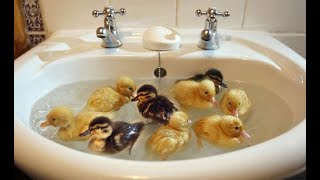 Cute Funny Duck Videos Compilation Ducklings Following Human Baby Ducks Following Me Running Eating [upl. by Anaicul476]