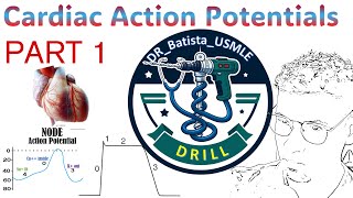 Cardiac Action Potentials PACEMAKER VS NONPACEMAKER  PART 1 [upl. by Ilecara]