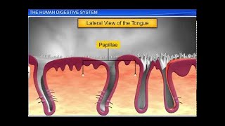 CBSE Class 11 Biology  The Human Digestive System [upl. by Augusto]