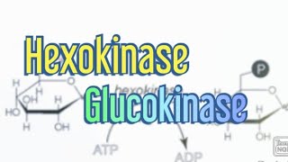 Hexokinase Glucokinase Biochemistry [upl. by Sandstrom]