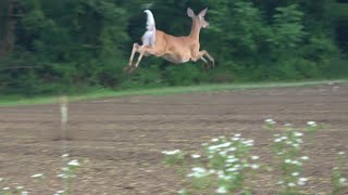 Whitetail Doe with jumping in slow motion [upl. by Banebrudge483]