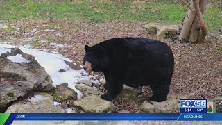 Wayne County hunters push to change bear hunting season dates [upl. by Livia]