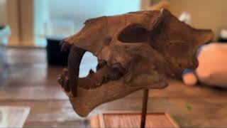 Get up close and personal with a Smilodon skull [upl. by Lance]