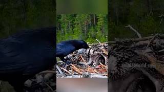 crow attack the eagle baby 😱😱crow vs eagle 🦅bird slowed birdking crowlovers elephantbird 😱😱😱🥺 [upl. by Savinirs]