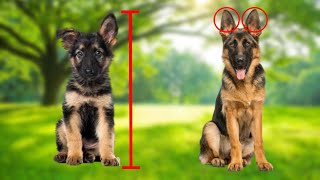 How to Identify a Pure Bred German Shepherd Puppy [upl. by Acirrej]