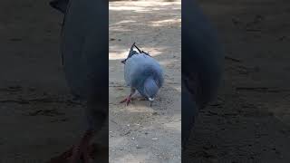 How to Win at Pigeon Pétanque You Dont shorts birdfeeding [upl. by Joan]