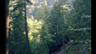 Entspannungsmusik  Meditationsmusik  Trance  Chillout im Wald [upl. by Anneres]