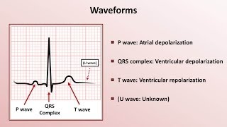 Intro to EKG Interpretation  Waveforms Segments and Intervals [upl. by Gottwald]