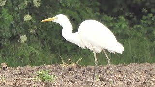 Airone bianco Maggiore a caccia di lombrichi e vermi [upl. by Schlessinger]